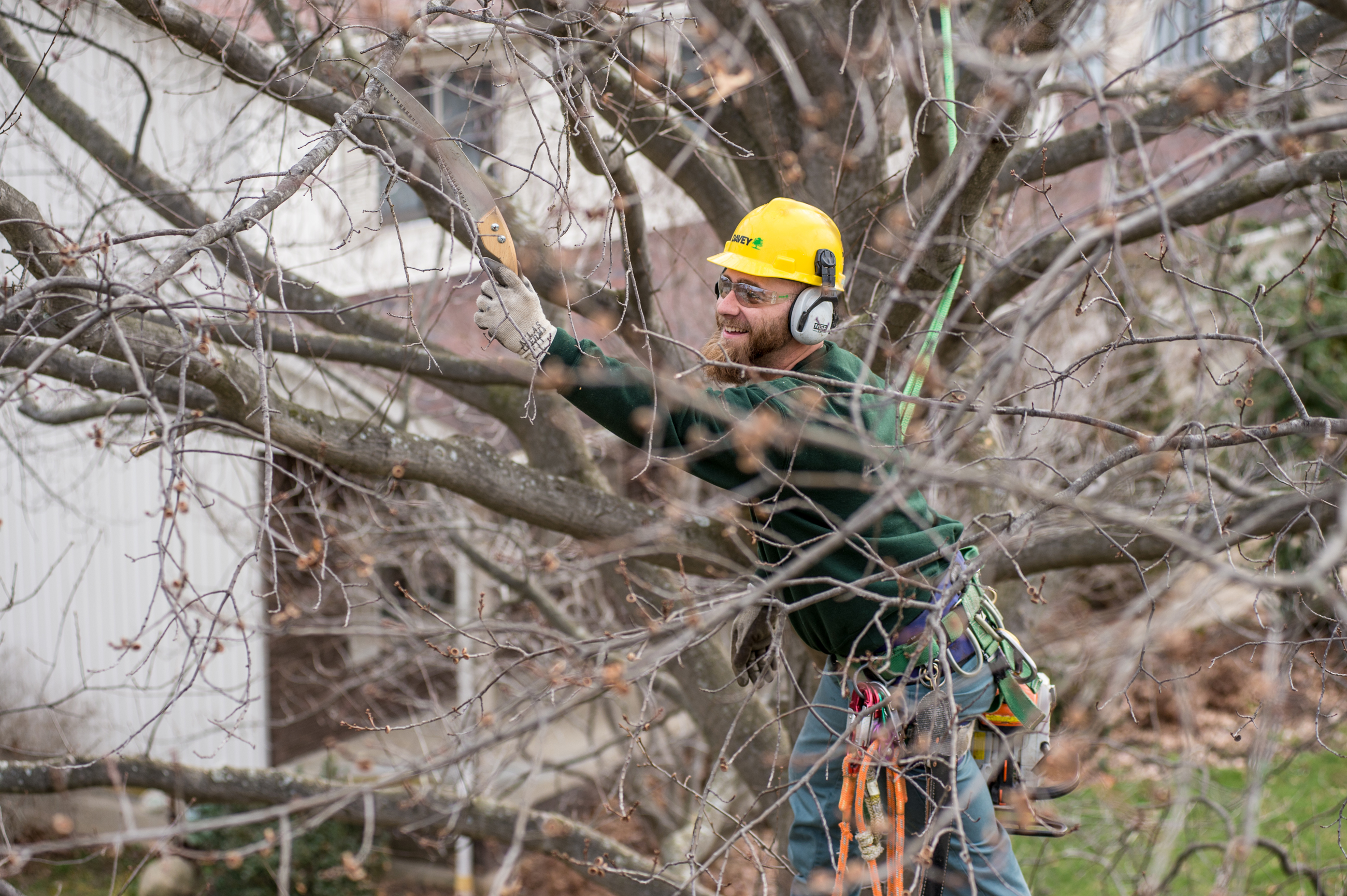 southern Vermont tree pruning