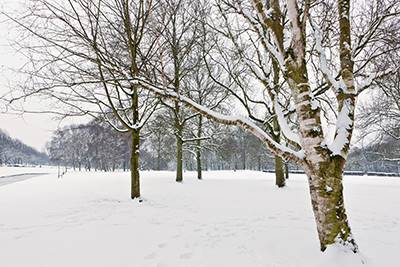 tree care southern vermont