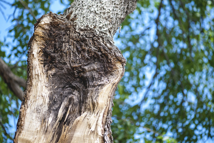 Signs Of A Storm Damaged Tree