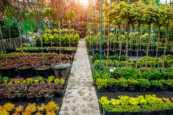 Tree Planting Spacing Guide