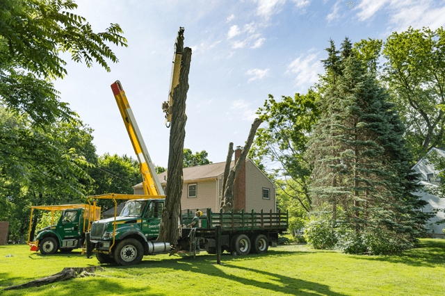 Tree Removal southern vermont