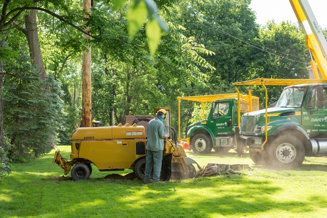 stump grinding southern vermont