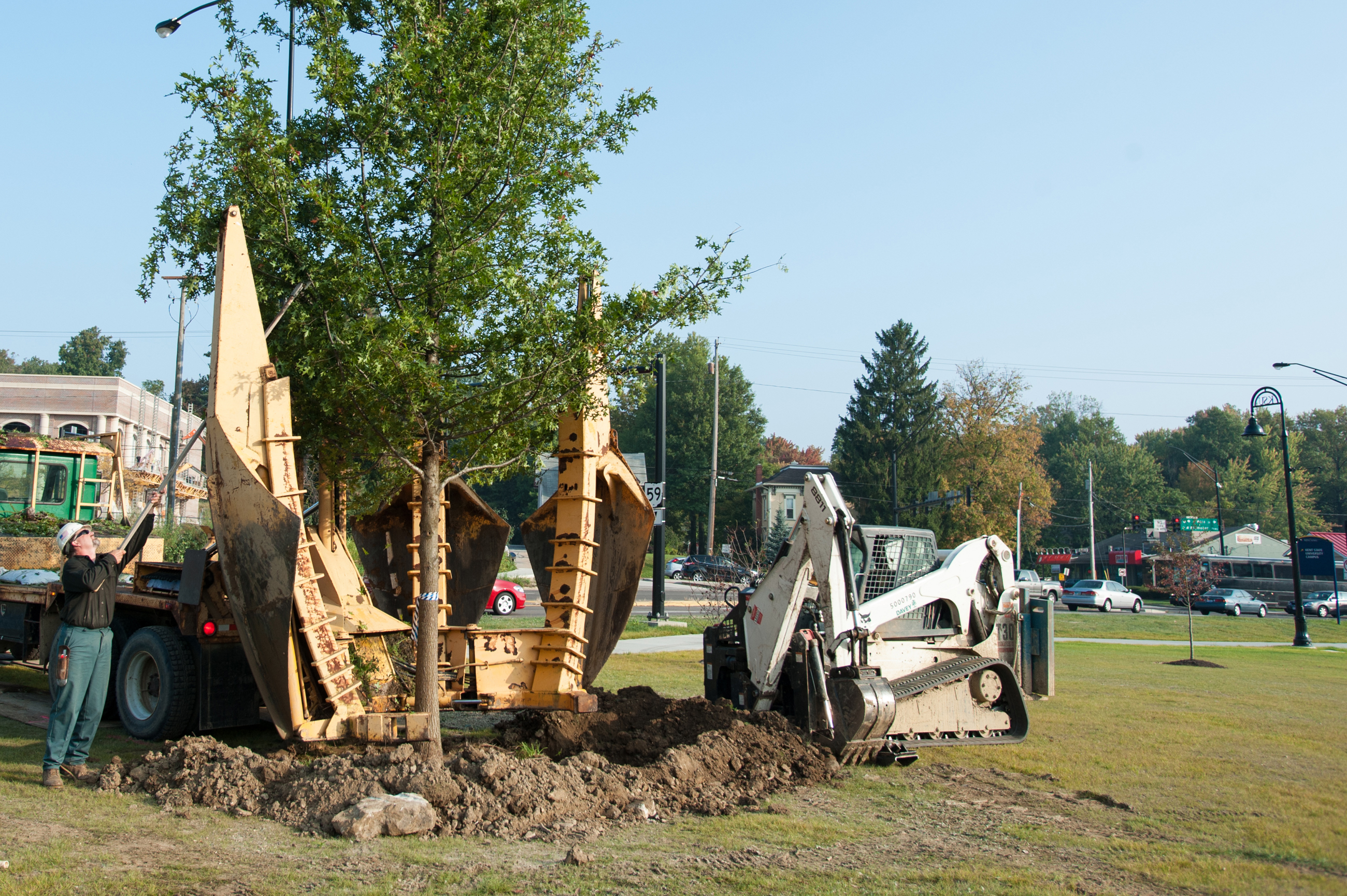 tree transplanting services