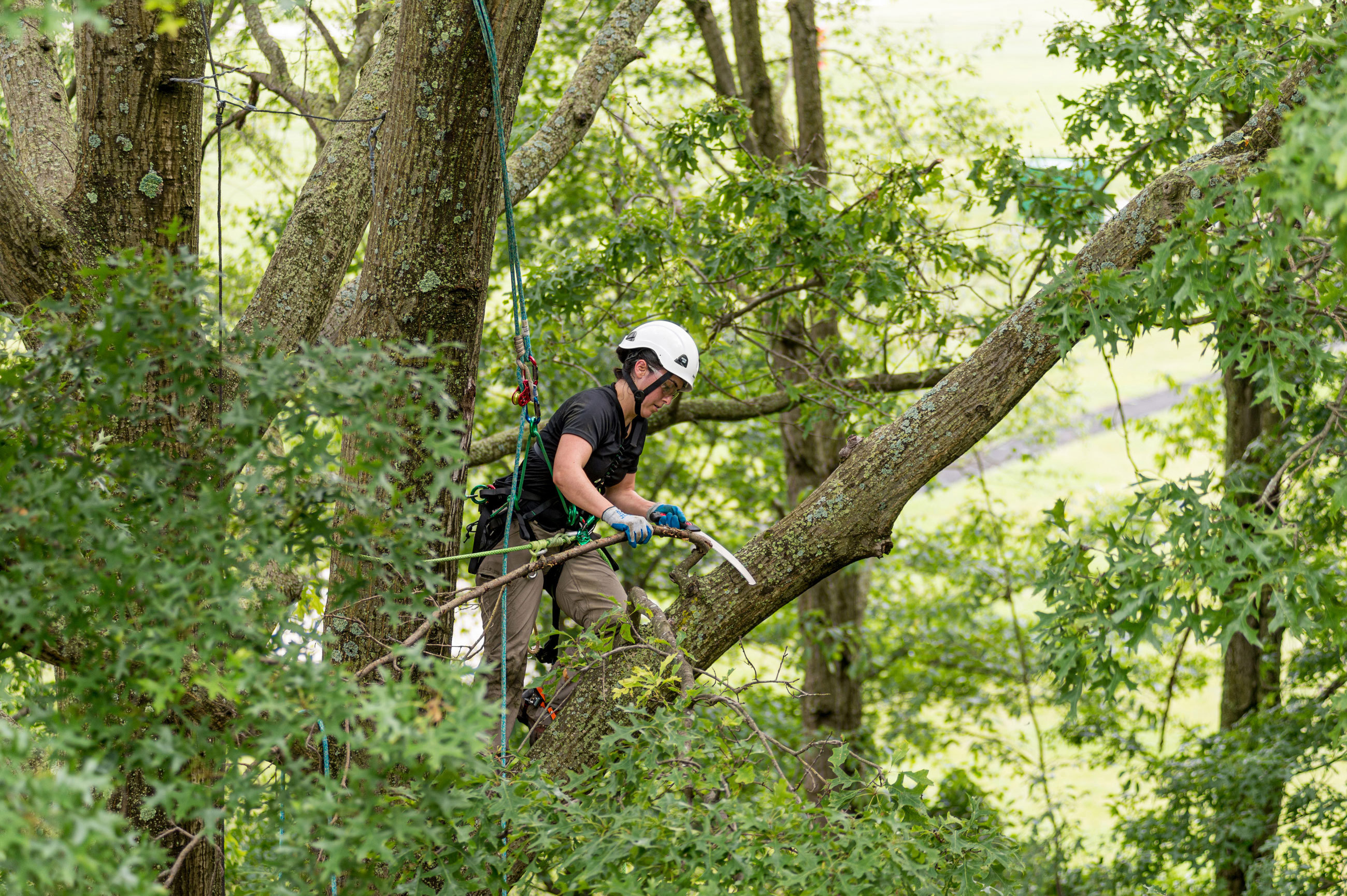 Tree Trimming And Pruning No Davey Logo